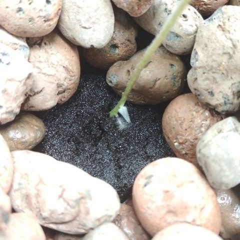 Auto Bubble Gum growlog photo: Пустил корни со ствола+ ещё новые растут