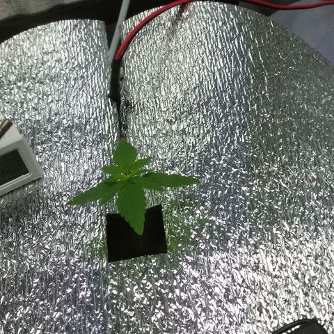Auto Bubble Gum growlog timeline photo