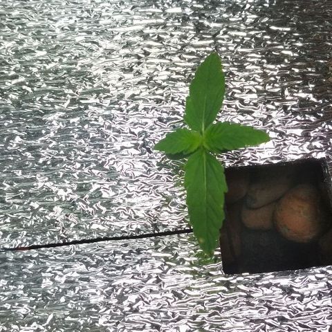 Auto Bubble Gum growlog timeline photo