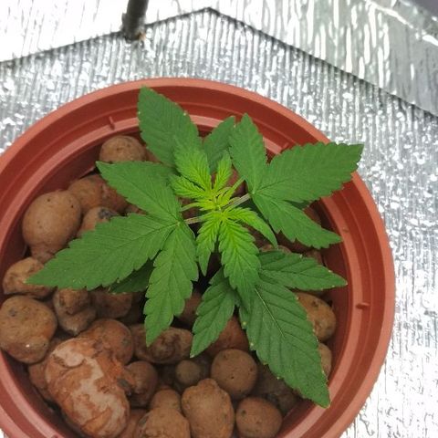 Auto Bubble Gum growlog timeline photo