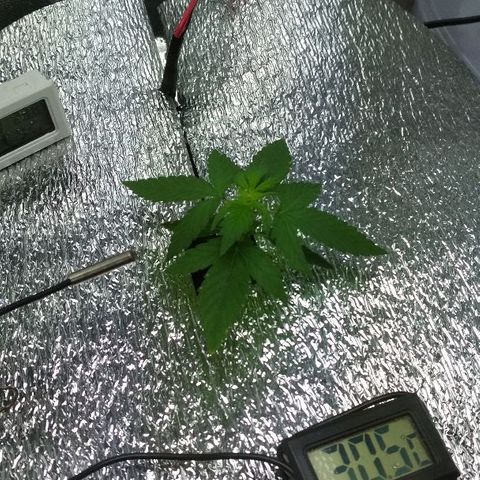 Auto Bubble Gum growlog timeline photo