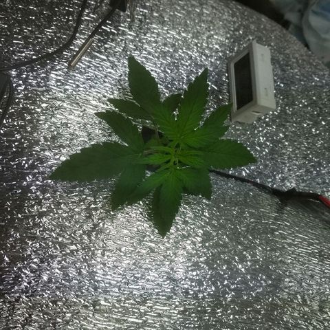 Auto Bubble Gum growlog timeline photo