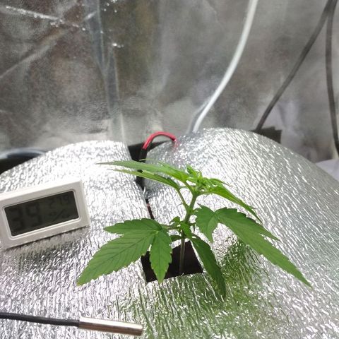 Auto Bubble Gum growlog timeline photo