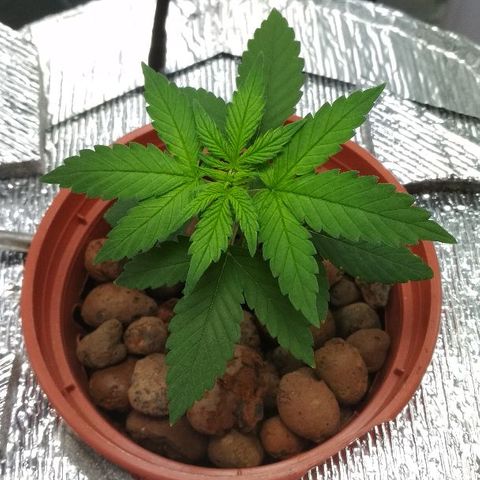 Auto Bubble Gum growlog timeline photo