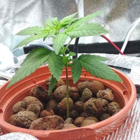 Auto Bubble Gum growlog timeline photo