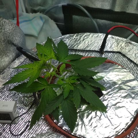 Auto Bubble Gum growlog timeline photo