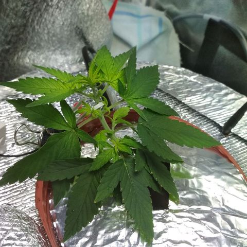 Auto Bubble Gum growlog timeline photo