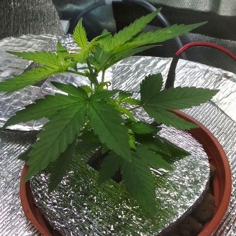 Auto Bubble Gum growlog timeline photo