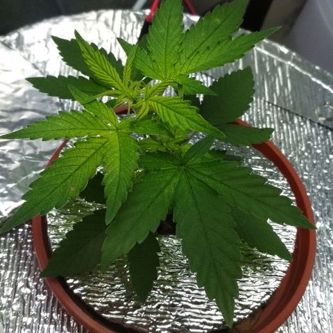 Auto Bubble Gum growlog timeline photo