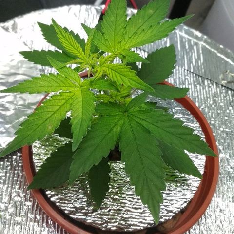 Auto Bubble Gum growlog timeline photo