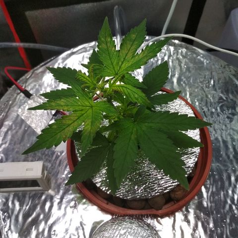 Auto Bubble Gum growlog timeline photo