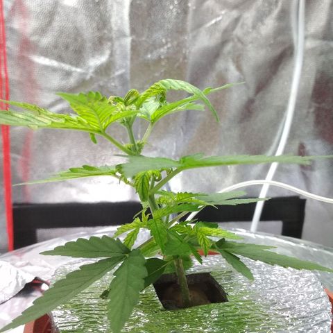 Auto Bubble Gum growlog timeline photo
