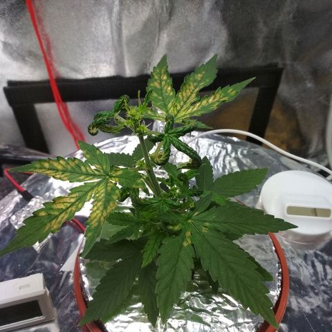 Auto Bubble Gum growlog timeline photo