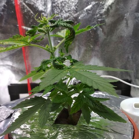 Auto Bubble Gum growlog timeline photo