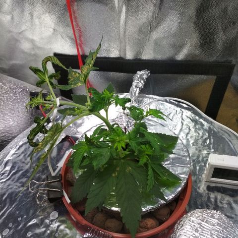Auto Bubble Gum growlog timeline photo