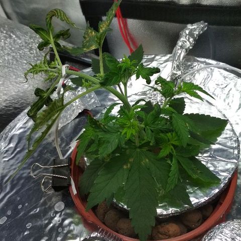 Auto Bubble Gum growlog timeline photo