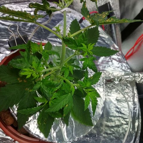Auto Bubble Gum growlog timeline photo
