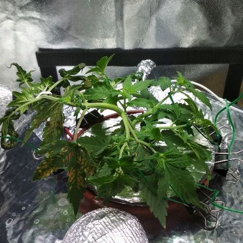 Auto Bubble Gum growlog timeline photo