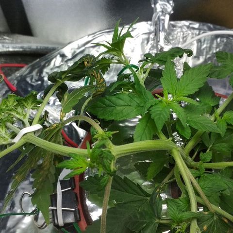 Auto Bubble Gum growlog timeline photo