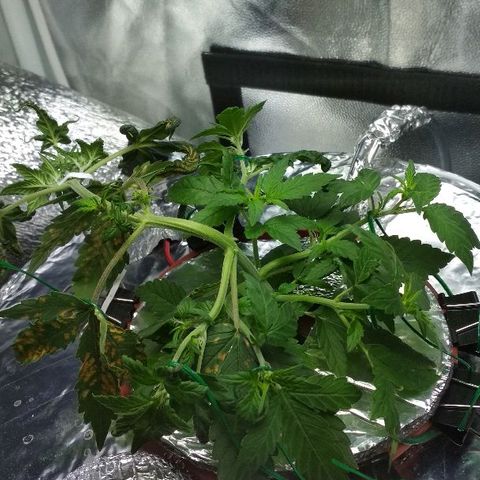 Auto Bubble Gum growlog timeline photo