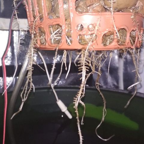 Auto Bubble Gum growlog timeline photo