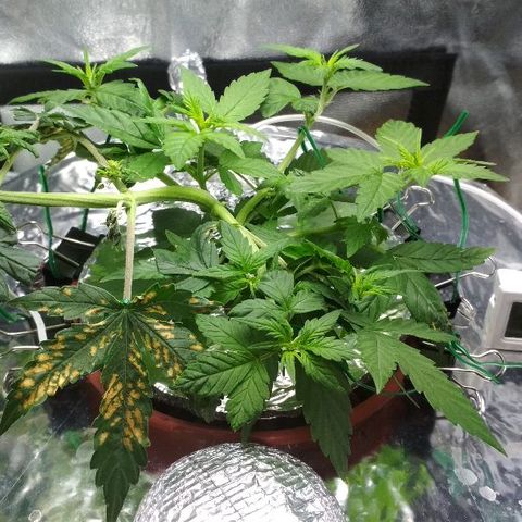 Auto Bubble Gum growlog timeline photo