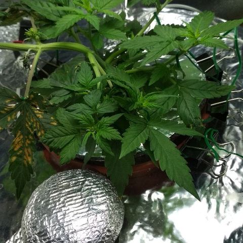 Auto Bubble Gum growlog timeline photo