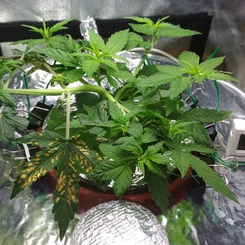Auto Bubble Gum growlog timeline photo