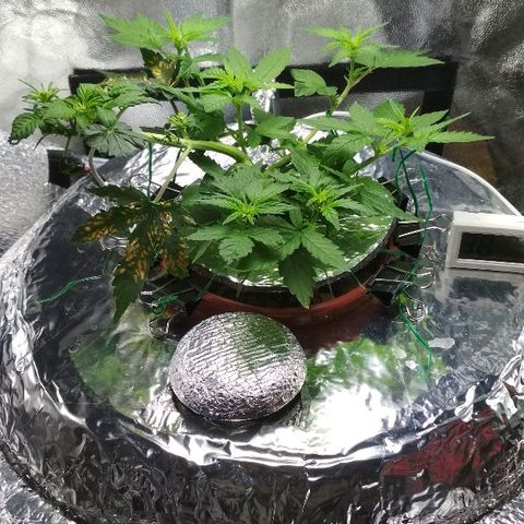 Auto Bubble Gum growlog timeline photo