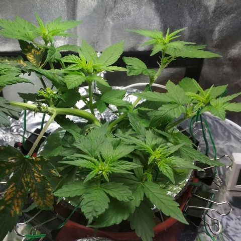 Auto Bubble Gum growlog timeline photo