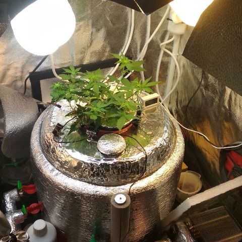 Auto Bubble Gum growlog timeline photo