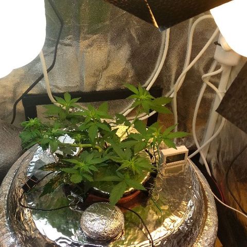 Auto Bubble Gum growlog timeline photo