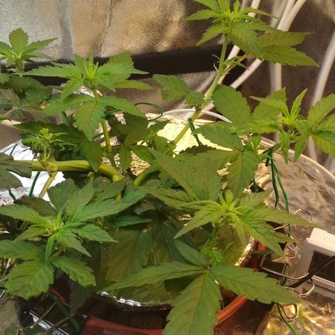 Auto Bubble Gum growlog timeline photo