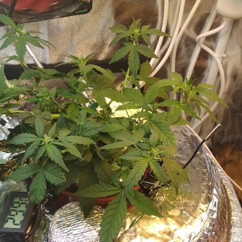 Auto Bubble Gum growlog timeline photo