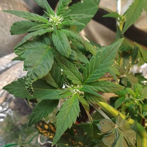 Auto Bubble Gum growlog timeline photo