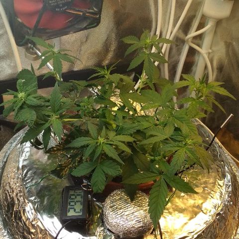 Auto Bubble Gum growlog timeline photo