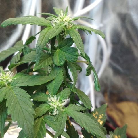 Auto Bubble Gum growlog timeline photo