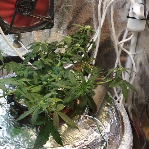 Auto Bubble Gum growlog timeline photo