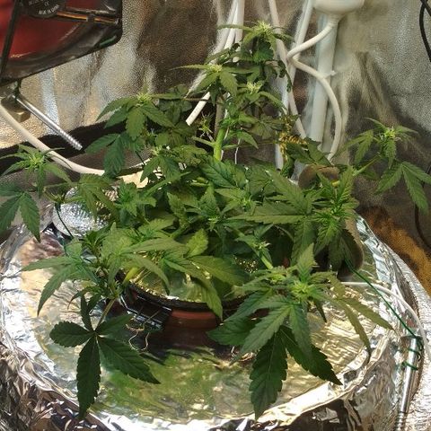 Auto Bubble Gum growlog timeline photo