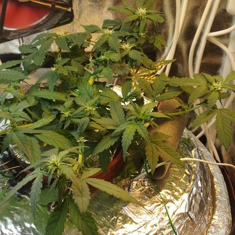 Auto Bubble Gum growlog timeline photo