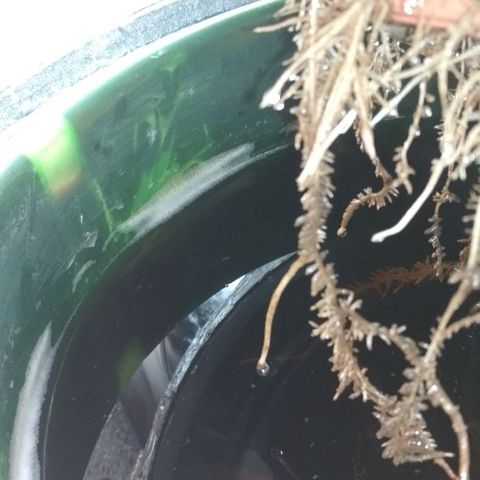 Auto Bubble Gum growlog timeline photo