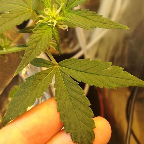 Auto Bubble Gum growlog timeline photo