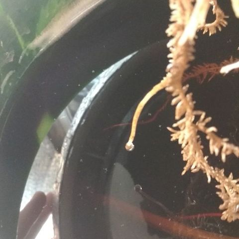 Auto Bubble Gum growlog timeline photo