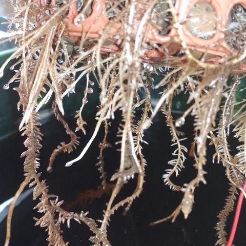 Auto Bubble Gum growlog timeline photo