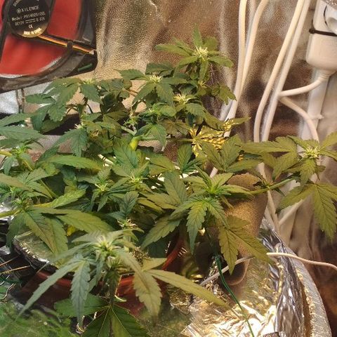 Auto Bubble Gum growlog timeline photo