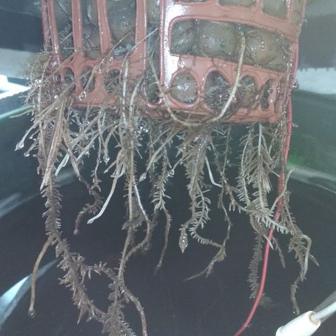 Auto Bubble Gum growlog timeline photo