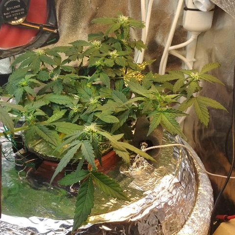 Auto Bubble Gum growlog timeline photo