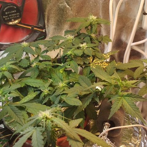 Auto Bubble Gum growlog timeline photo