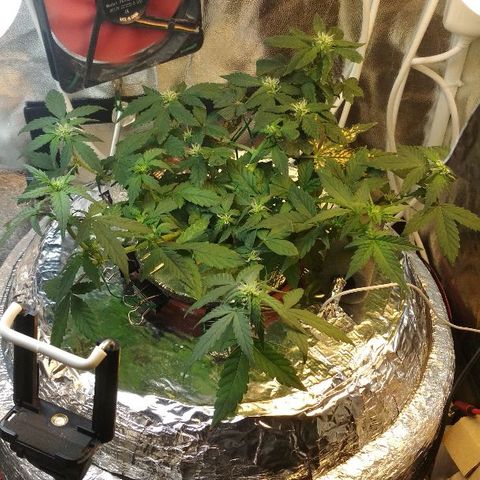 Auto Bubble Gum growlog timeline photo