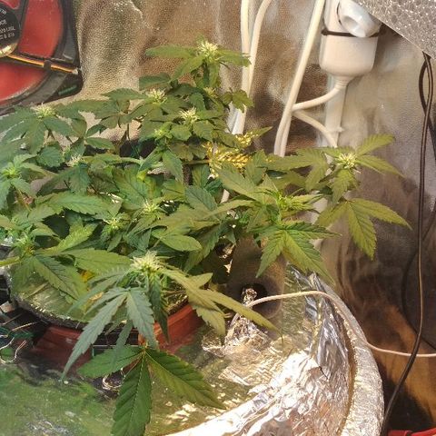 Auto Bubble Gum growlog timeline photo